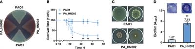 Genome characterization of a uropathogenic Pseudomonas aeruginosa isolate PA_HN002 with cyclic di-GMP-dependent hyper-biofilm production